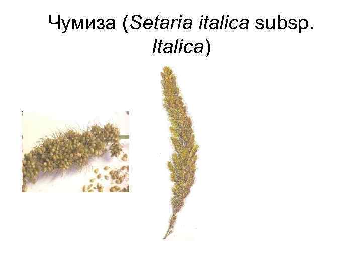 Чумиза (Setaria italica subsp. Italica) 