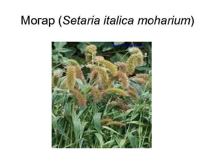 Могар (Setaria italica moharium) 