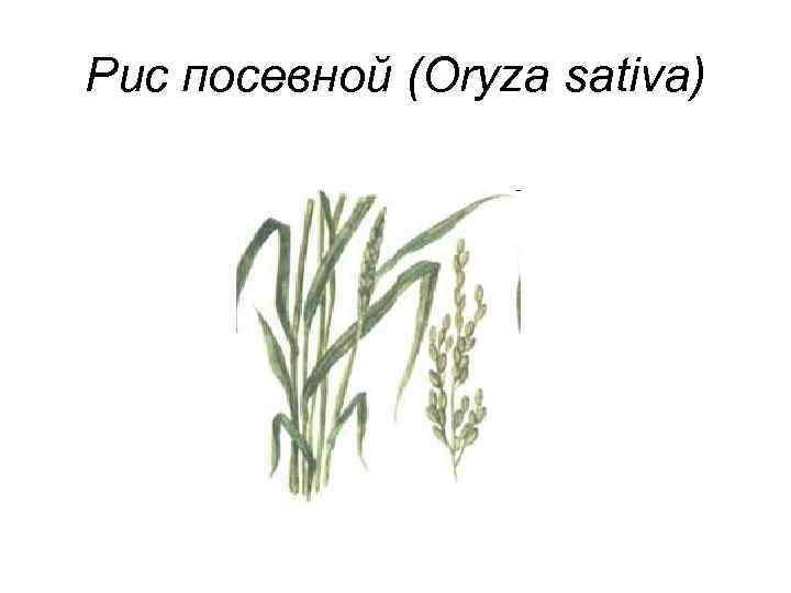 Рис зерновая культура. Цветок риса посевного. Рис посевной соцветие. Рис посевной описание. Рис посевной сырье.