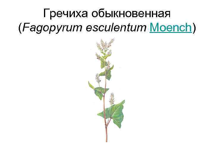 Гречиха обыкновенная (Fagopyrum esculentum Moench) 