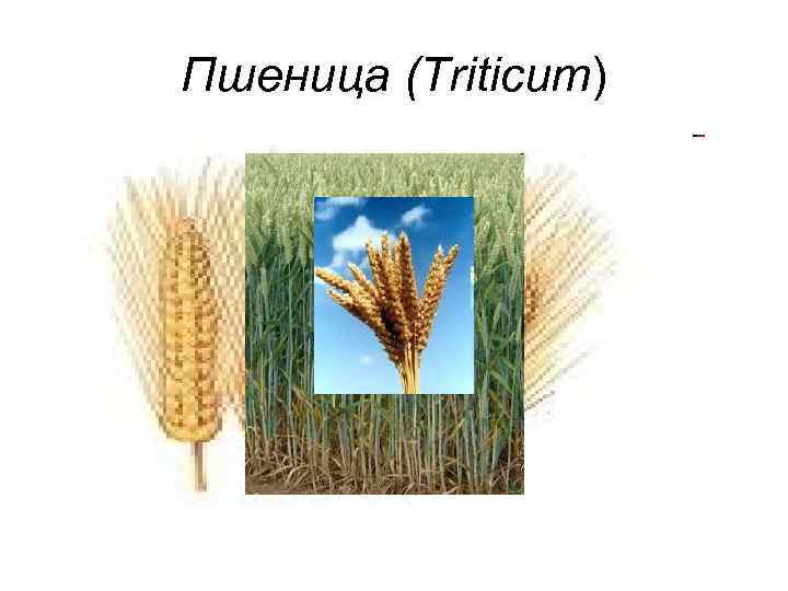 Пшеница (Triticum) 