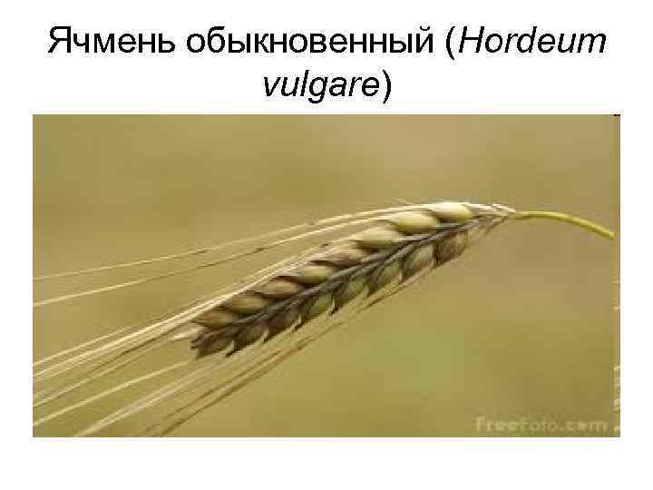 Ячмень обыкновенный (Hordeum vulgare) 