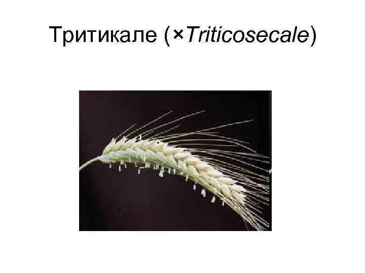 Тритикале (×Triticosecale) 