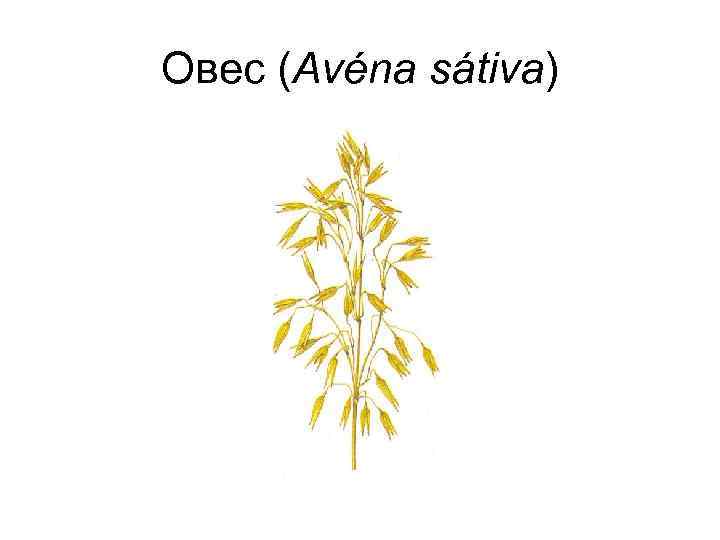 Овес (Avéna sátiva) 