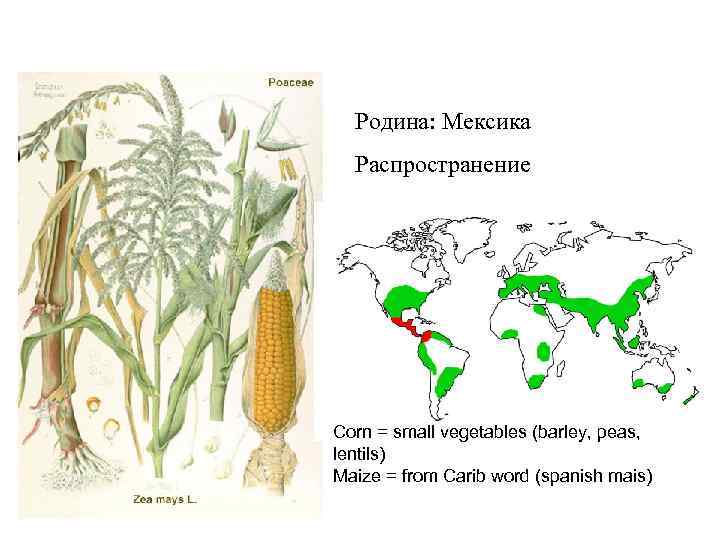 Родина: Мексика Распространение Corn = small vegetables (barley, peas, lentils) Maize = from Carib