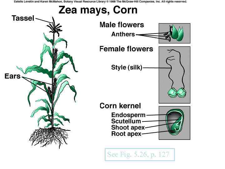 The Corn Plant See Fig. 5. 26, p. 127 