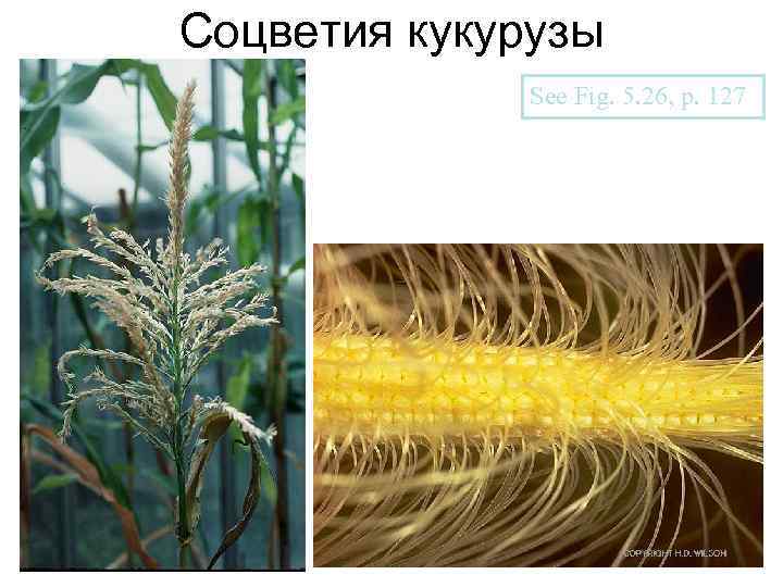 Соцветия кукурузы See Fig. 5. 26, p. 127 