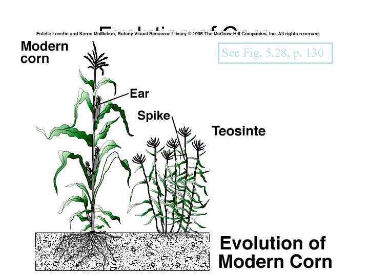 Evolution of Corn See Fig. 5. 28, p. 130 