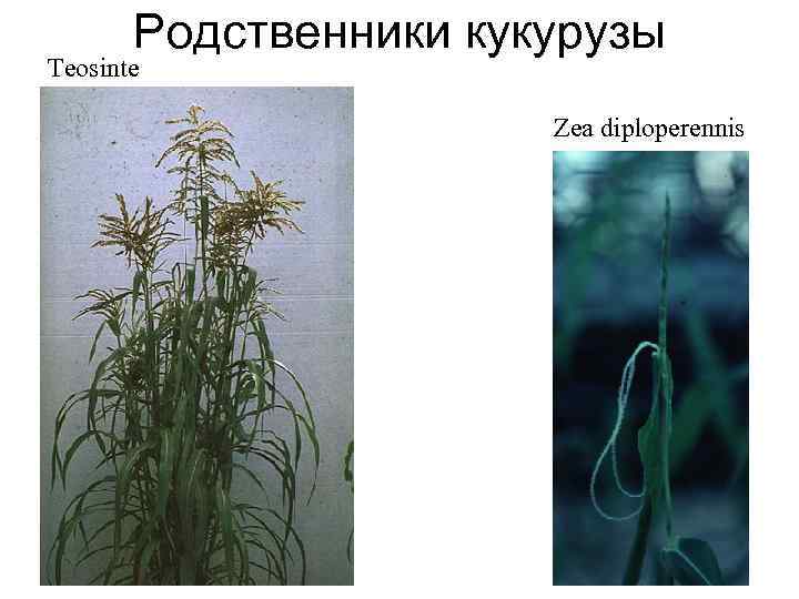 Родственники кукурузы Teosinte Zea diploperennis 