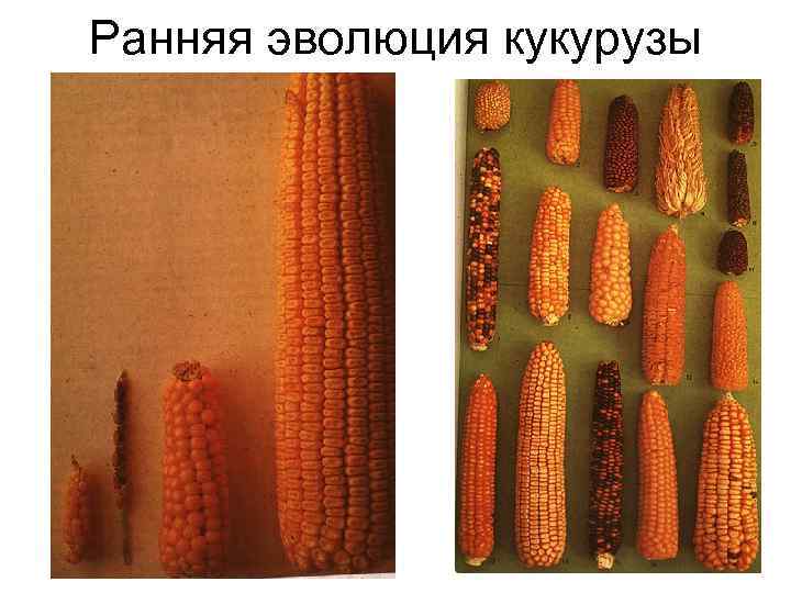 Ранняя эволюция кукурузы 