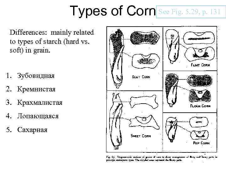 Types of Corn See Fig. 5. 29, p. 131 Differences: mainly related to types