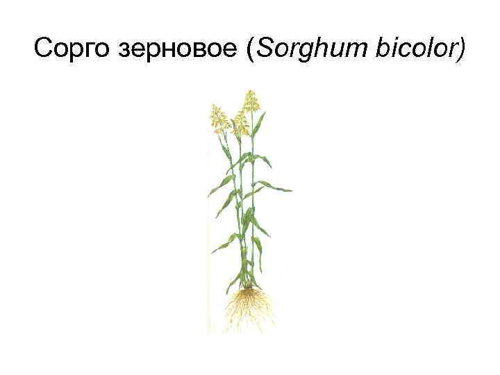 Сорго зерновое (Sorghum bicolor) 