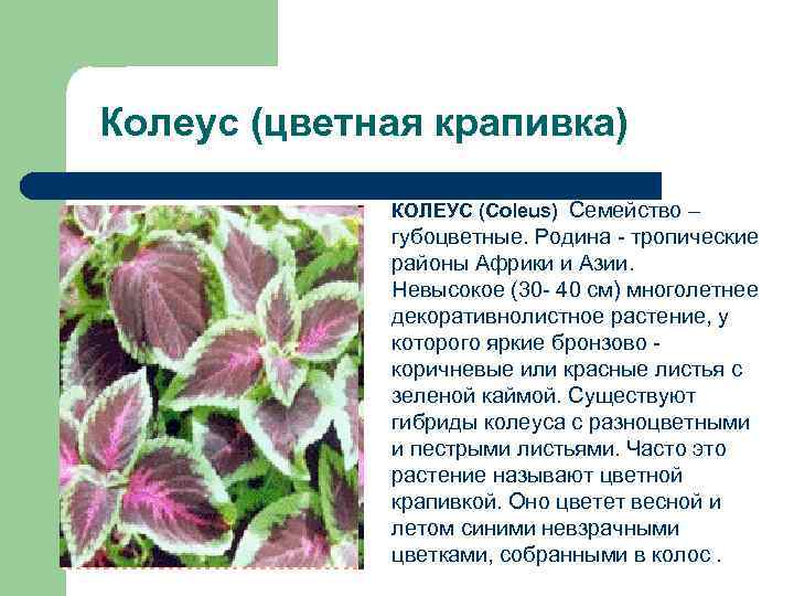 Колеус (цветная крапивка) КОЛЕУС (Coleus) Семейство – губоцветные. Родина - тропические районы Африки и