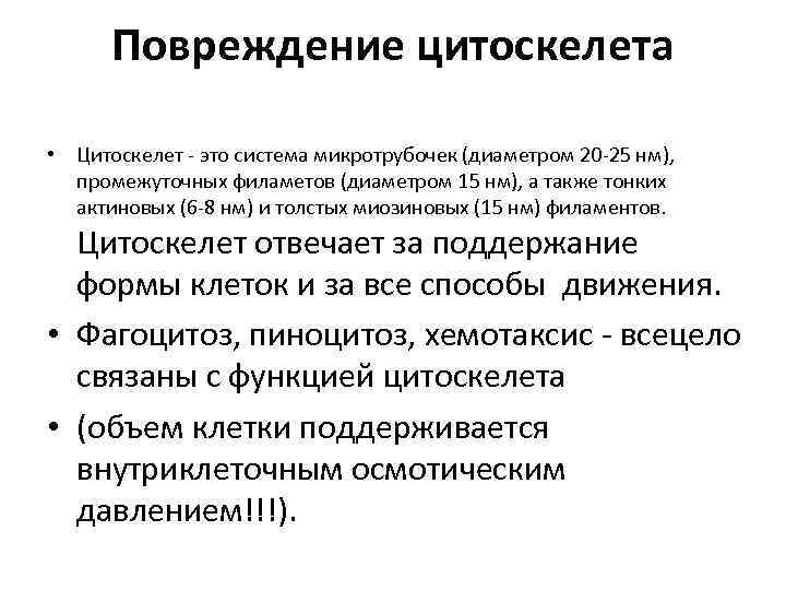 Повреждение цитоскелета • Цитоскелет - это система микротрубочек (диаметром 20 -25 нм), промежуточных филаметов