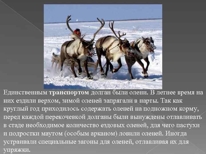 Единственным транспортом долган были олени. В летнее время на них ездили верхом, зимой оленей