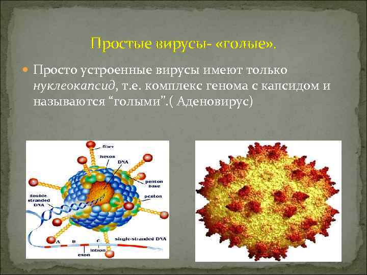 Простые вирусы- «голые» . Просто устроенные вирусы имеют только нуклеокапсид, т. е. комплекс генома