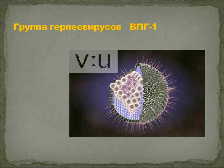 Группа герпесвирусов ВПГ-1 