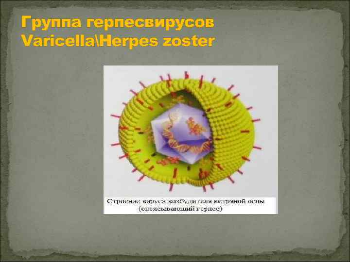Группа герпесвирусов VaricellaHerpes zoster 