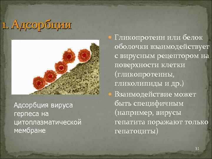 1. Адсорбция Гликопротеин или белок Адсорбция вируса герпеса на цитоплазматической мембране оболочки взаимодействует с