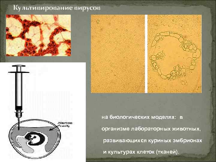 Культивирование вирусов на биологических моделях: в организме лабораторных животных, развивающихся куриных эмбрионах и культурах