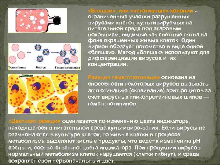  «Бляшки» , или «негативные» колонии ограниченные участки разрушенных вирусами клеток, культивируемых на питательной