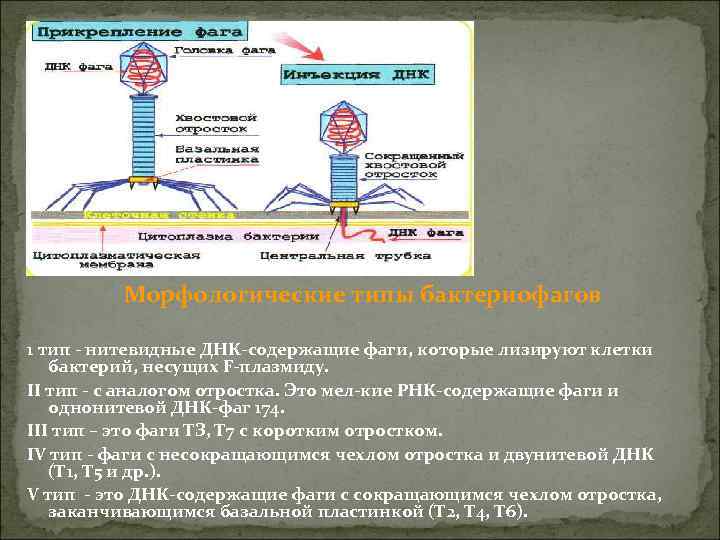 Морфологические типы бактериофагов 1 тип нитевидные ДНК содержащие фаги, которые лизируют клетки бактерий, несущих