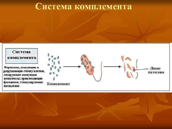 Система комплемента 