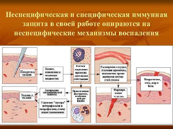 Неспецифическая иммунная защита в своей работе опираются на неспецифические механизмы воспаления 