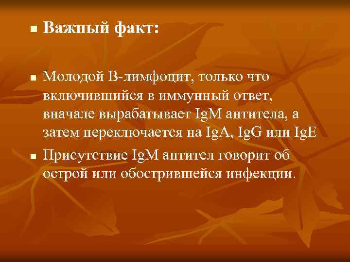 n n n Важный факт: Молодой В-лимфоцит, только что включившийся в иммунный ответ, вначале