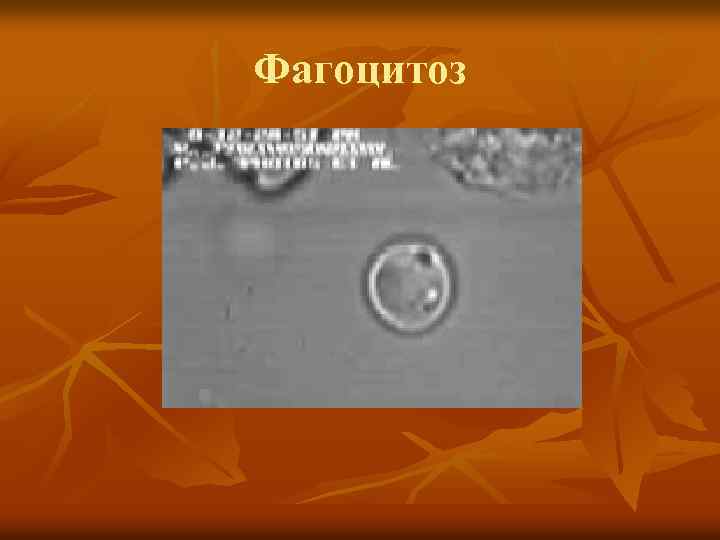 Фагоцитоз 