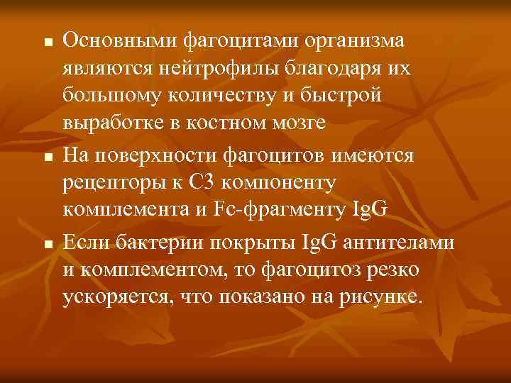 n n n Основными фагоцитами организма являются нейтрофилы благодаря их большому количеству и быстрой