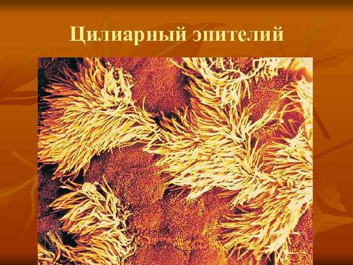 Цилиарный эпителий 