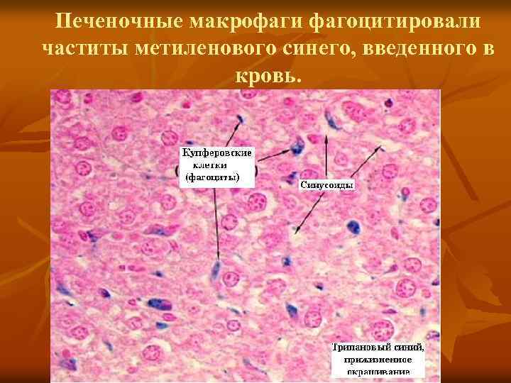Печеночные макрофаги фагоцитировали частиты метиленового синего, введенного в кровь. 
