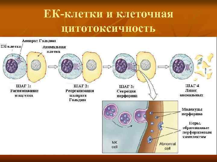 ЕК-клетки и клеточная цитотоксичность 