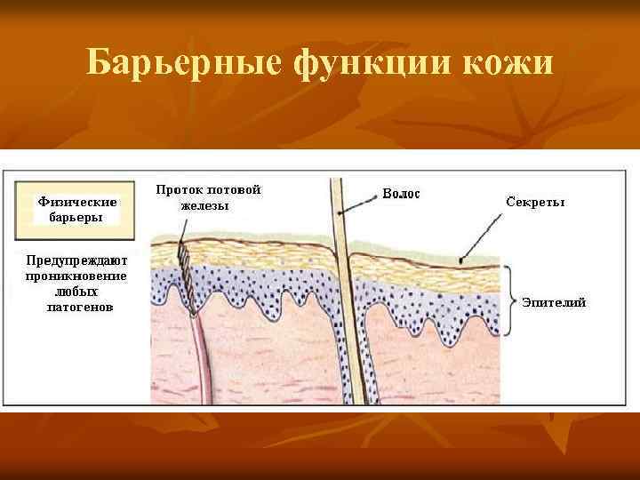 Барьерные функции кожи 