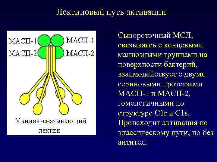 Лектиновый путь активации Сывороточный МСЛ, связываясь с концевыми маннозными группами на поверхности бактерий, взаимодействует