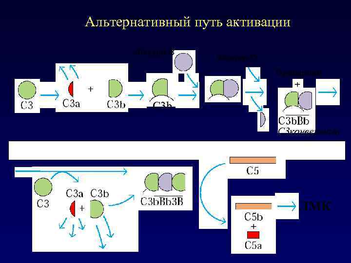 Альтернативный путь активации Фактор В Фактор D Пропердин C 3 b C 3 конвертаза