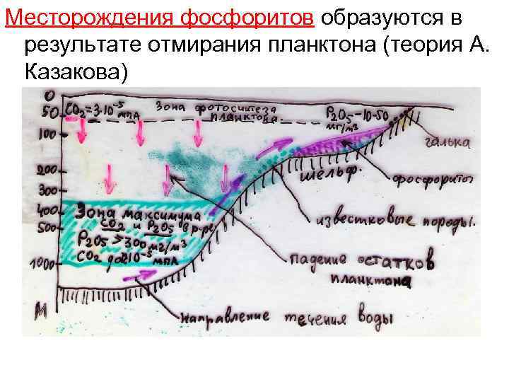 Месторождения фосфоритов образуются в результате отмирания планктона (теория А. Казакова) 