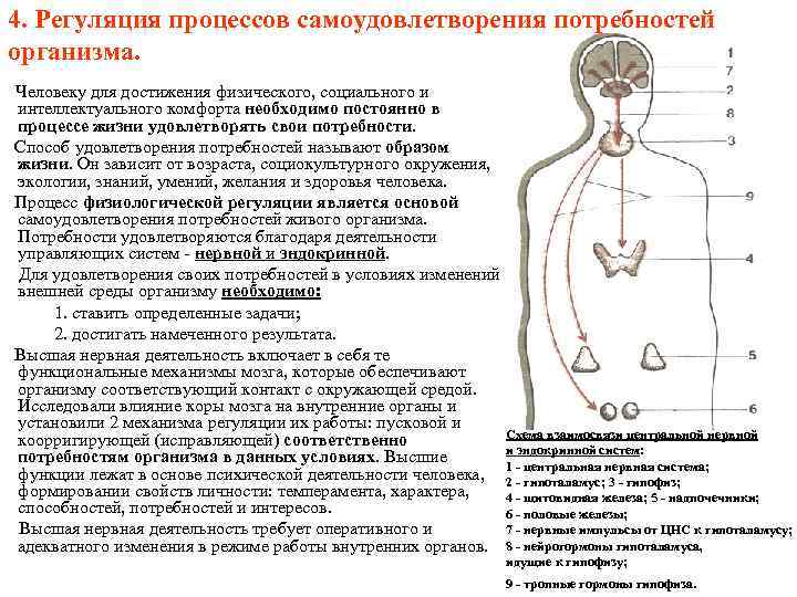 Регуляция процессов