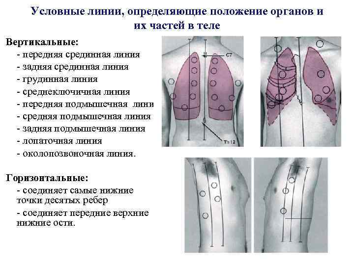 Линии грудной клетки человека схема