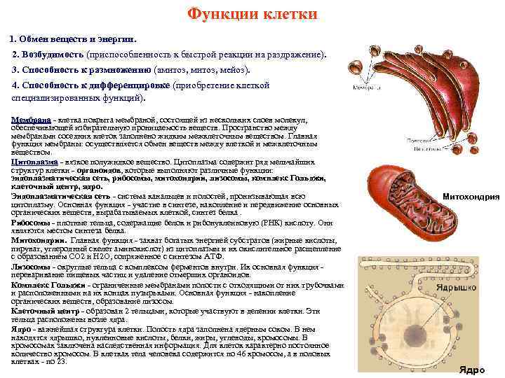 Функции клетки 1. Обмен веществ и энергии. 2. Возбудимость (приспособленность к быстрой реакции на
