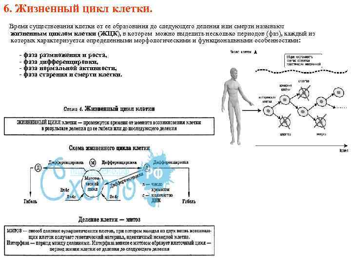 6. Жизненный цикл клетки. Время существования клетки от ее образования до следующего деления или