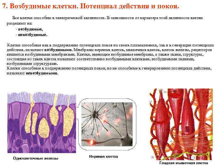 7. Возбудимые клетки. Потенциал действия и покоя. Все клетки способны к электрической активности. В
