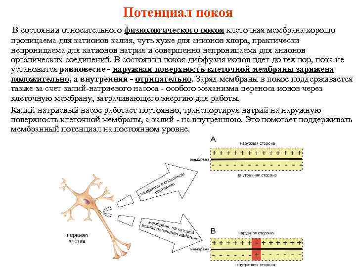 Потенциал покоя В состоянии относительного физиологического покоя клеточная мембрана хорошо проницаема для катионов калия,