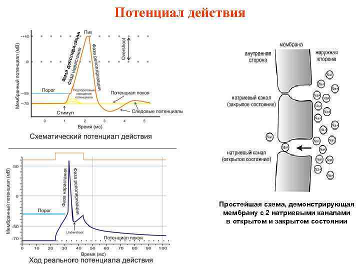 Фаз а де пол яри заци и Потенциал действия Простейшая схема, демонстрирующая мембрану с