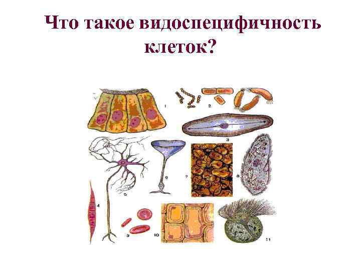  Что такое видоспецифичность клеток? 