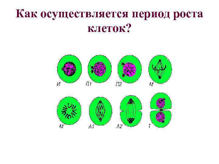Как осуществляется период роста клеток? 