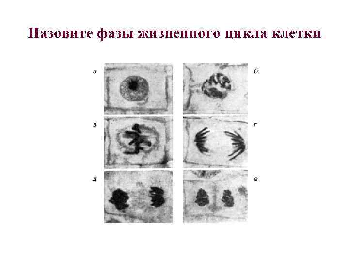 Назовите фазы жизненного цикла клетки 