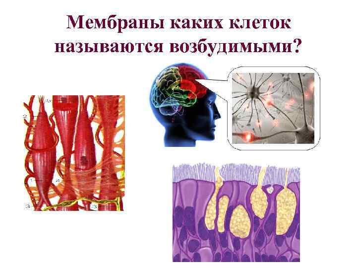 Мембраны каких клеток называются возбудимыми? 