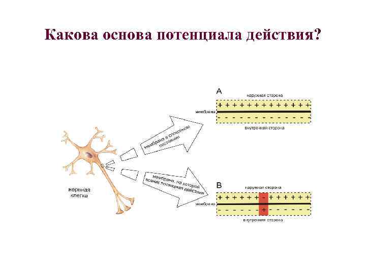 Какова основа потенциала действия? 